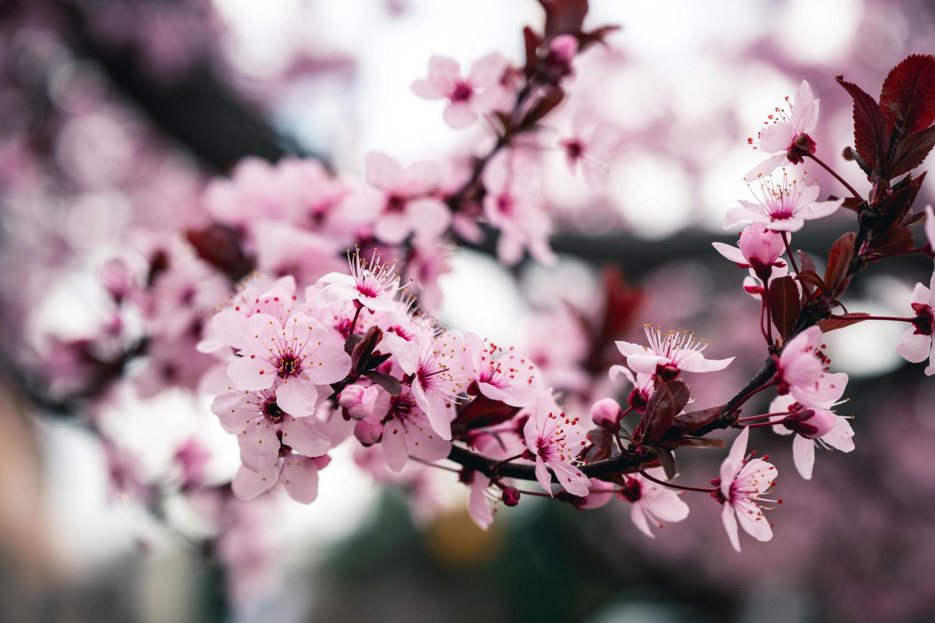 Close-up of vibrant cherry blossoms in full bloom captured during spring in Boise, Idaho.